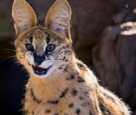 Serval